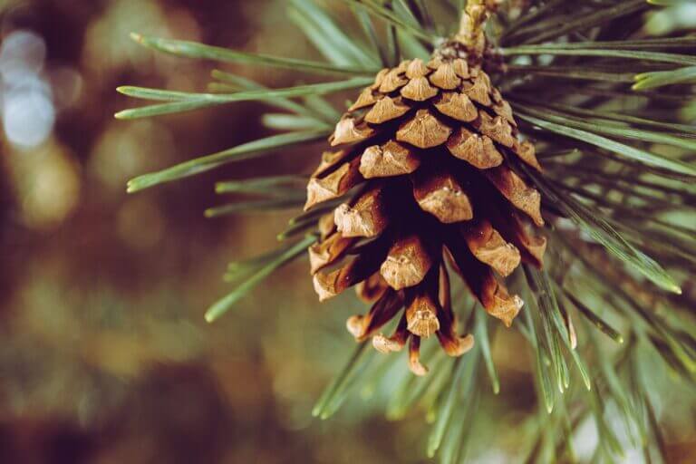 Photo of a light brown pine cone with healthy green needles behind it. Bishop cones are sturdy and tough, which I think is why they crackle when they open. They're not light and delicate like the cones on say a Douglas fir, so you wouldn't want one to fall on your head.