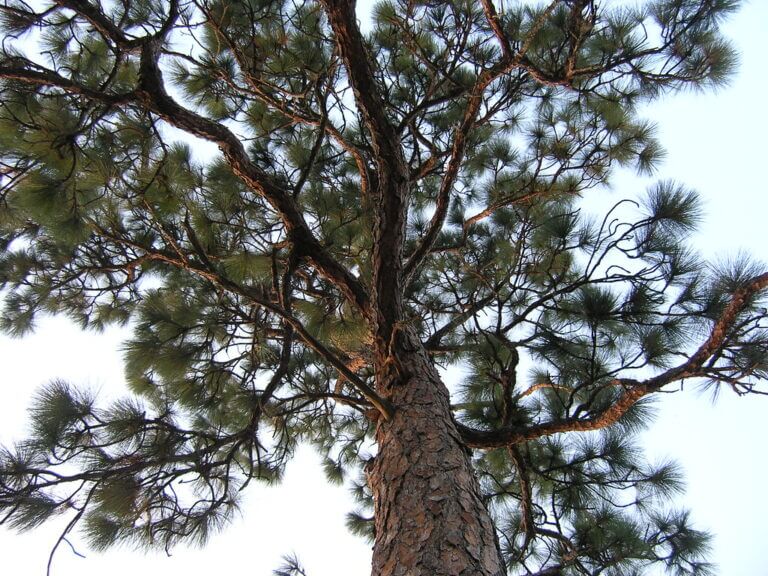 View up into the crown of a pine tree, rough brown bark, dark green fantail clumps of needles. I don't know if this is a bishop pine. I searched for one by name specifically but none of the image sites got that specific with their pine trees. But this view captures the feeling I had when the poem came to me.