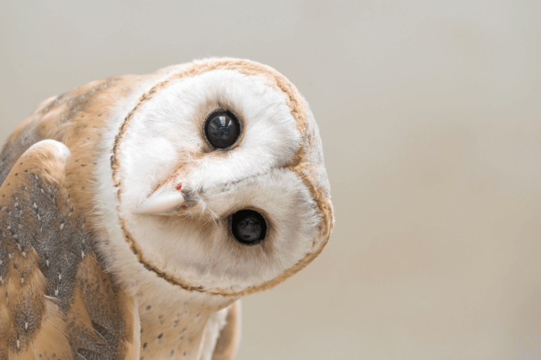 Photo of a common barn owl, which I added because owls are so good with whos. This one has a heart-shaped white face with a thin line of brown feathers outlining it, plus two big, deep brown eyes. He’s got his head cocked sideways. It’s not a mild inclination as humans would do, this is a full ninety degrees turn. And it makes me think he might be saying: “Please be a WHO, like me. I’m definitely not a THAT. Not to myself and my friends anyway.”