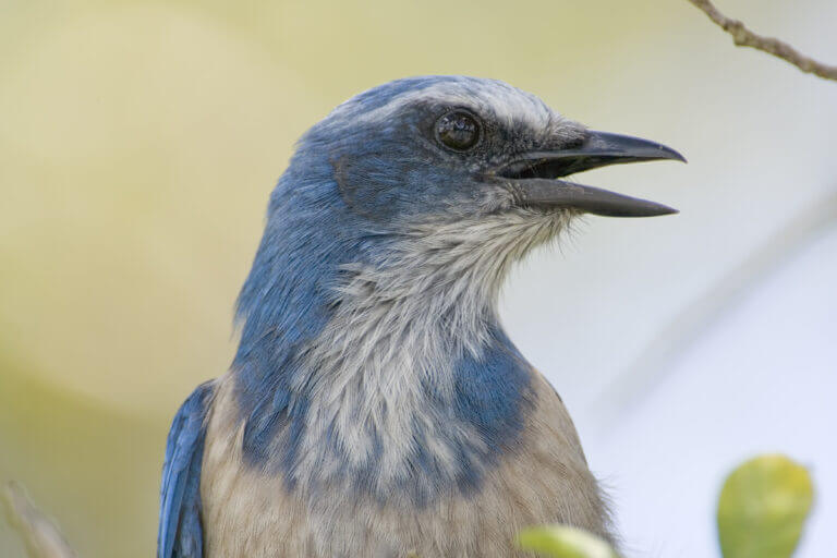 Photo of a scrub jay, a handsome headshot, in profile view. He’s decked out in a happy blue, with a beard of white feathers training from under his chin and down his neck making him look older than he is. This bird’s got attitude. His beak is open as if he’s got something to say.