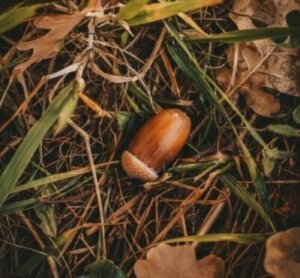 Photo of an acorn with its light-brown cap, lying in a litter of green pieces of grass and broken brown leaves.