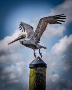 Photo of a pelican lifting off into flight. This is not like the pristine white pelican who sits on the rubber bumper down at the lake I visit every morning on my walk. This guy is ashy gray and built to endure. His wings are at the top of their stroke. His head and his bill are at military attention, fully focused on the task at hand. He's only a bird but you wouldn't want to tangle with him.