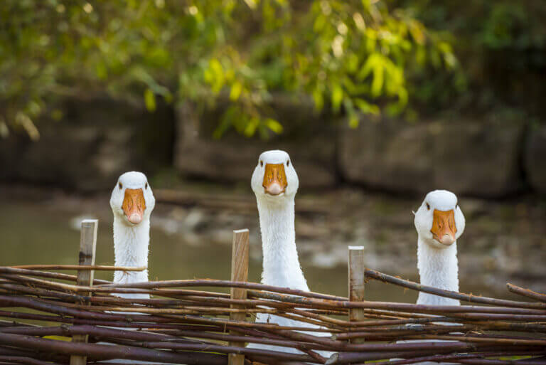 Photo of three domestic geese, white with orange bills, staring directly at us over a woven wattle fence. They each have a stern look on their face. There’s water behind them, then mud, then a wall made of stone blocks. Green branches of a tree are hanging down into the photo with a spot of sun on them.