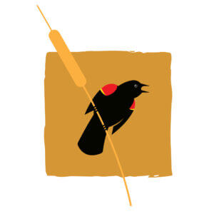 Graphic of a red-winged blackbird, holding on to the long stem of a cattail, just below the scrumptious part, the vegetarian hot dog at the top. The cattail is a beige-yellow-brown. The background is a square of richer yellow-brown, likely sampled from the colors of a marsh. The bird is looking to the right as the cattail leans to the left. She’s got bright red epaulets on her shoulders with a hint of yellow trim underneath each. Her mouth is open. She’s making pings!