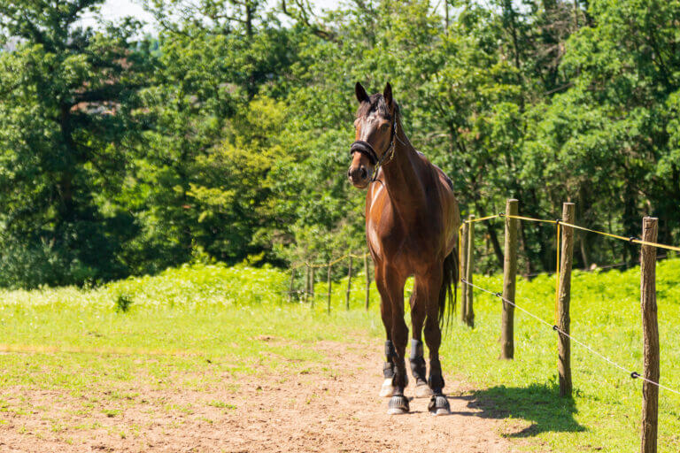 Brown horse alongside a primitive fence made of sticks cut from the nearby woods, and twine running from one stick to the other. The ground where the horse is standing has been worn bare. I could have picked a horse with head down, or one running toward me, but I picked this one, looking up, in the moment of hearing my step.