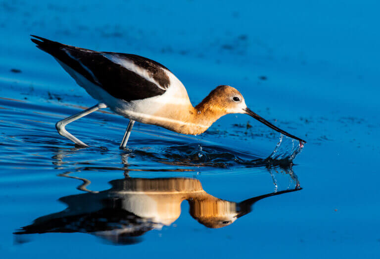 Photo of an American avocet against the intense blue background of the water she’s wading in. Her face is white upfront but transitions from her eyes on back over her head and down her neck into a reddish-orange brown, or light russet. Her body is white with black wings which have a white stripe on them. She’s got long, thin ballerina legs. Her bill is dripping water, and some stringy bits of weeds are hanging there. She’s just harvested a tiny red water creature, perfect for breakfast.