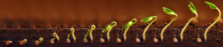 A single photo but like it's time-lapsed. There's a cut-away view of, first, a seed just beginning to open an inch under the ground, then eleven more views as the seed sprouts and the pale stem with the two green winglets emerges into the light.