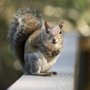 Photo of a squirrel.bushy tail and perky ears, sitting on the edge of a roof, with its front paws together, and a beseeching look on its face like, Can you help me with my disappointment?