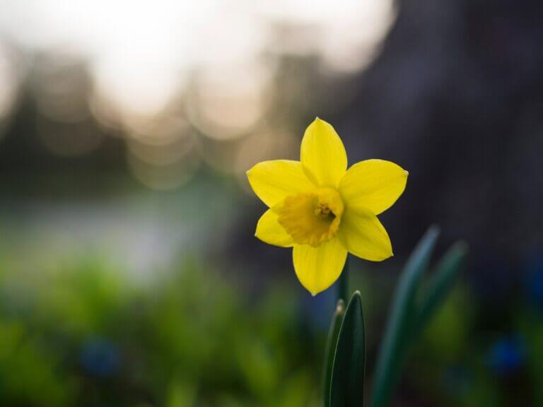 Photo of a daffodil, brilliant yellow with six petals and a trumpet, It looks so healthy you might think it's immortal. The background is an out-of-focus mix of green, white, and blue-black, which sets off the flower beautifully.