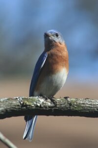 A bluebird, with a blue back and burnished orange breast holds onto a thick branch and stares right at you, not a hard stare but one of curiosity.