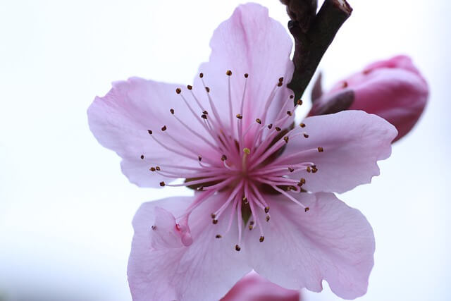 Close up photo of a striking cherry blossom with five petals in a yummy confectioner's pink and a happy burst of stamens in the middle. A glimpse of black branch in the backgound.