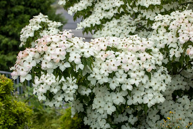 Just like in the poem a profusion of white dogwood blossoms