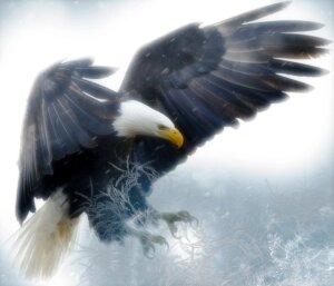 And eagle, wings outstretched to slow his speed as he drops down out of the sky, his talons stretching forward to do their bloody business.