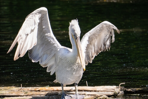 White pelican on a piece of wood with his wings stretched out and up in the sunlight, his long, wicked bill (at least the fish think it is) straight down in front of him.