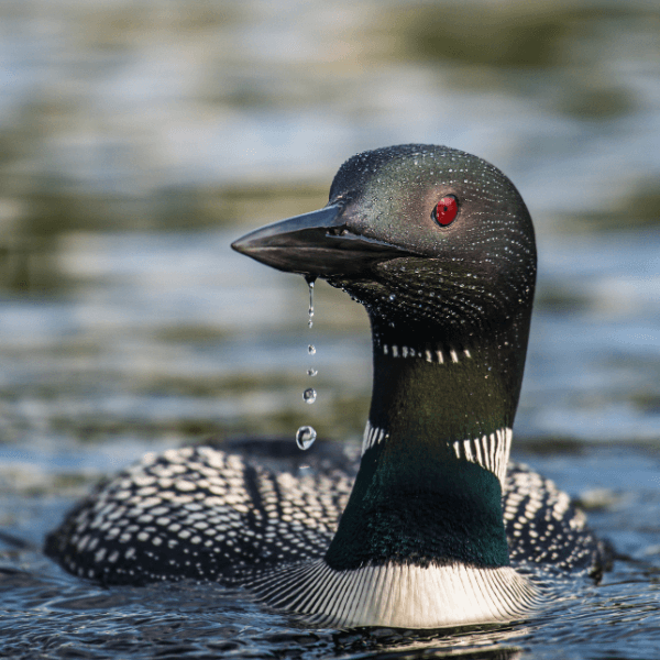 Up close and personal picture of a male loon with his green-black head and a red eye and a strong of water drops trailing down from the chin of his bill.